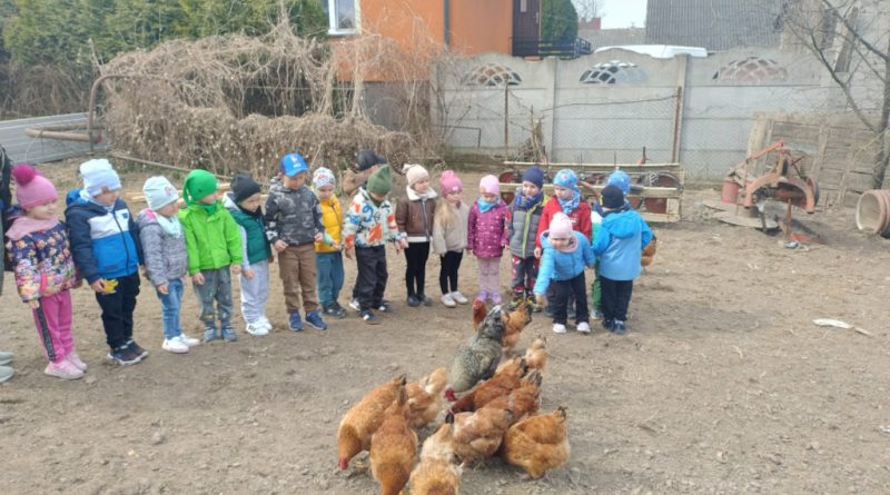 dzieci z grupy Biedronki karmią kury