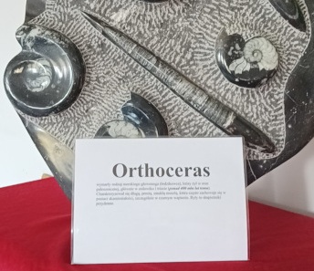 Orthoceras, skamielina