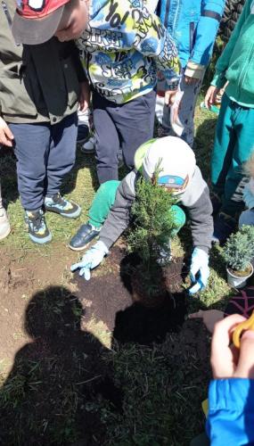 Smerfy i Sówki sądzą drzewko