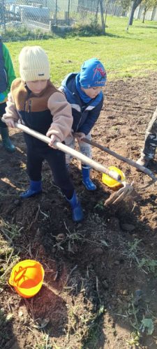 na zdjęciu Kuba i Filip podczas kopania ziemniaków 