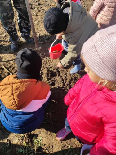 na zdjęciu dzieci z grupy Biedroneczki podczas zbierania ziemniaków 