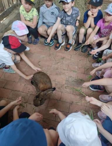 Sówki poznają królika Karola 