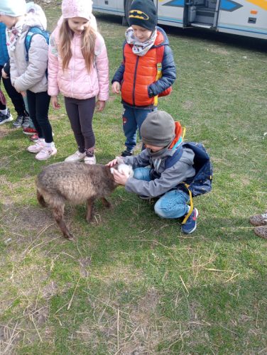 Gabryś karmi owieczkę 