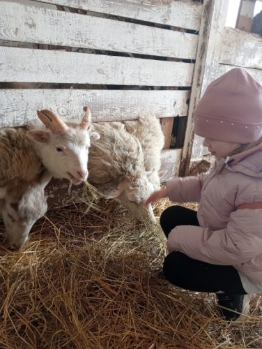 Julia z grupy Świętokrzyskie Nutki karmi owieczki