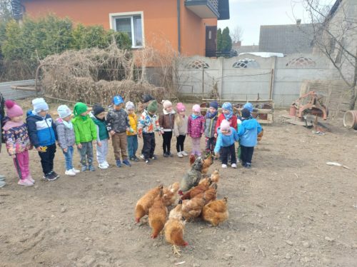dzieci z grupy Biedronki karmią kury 