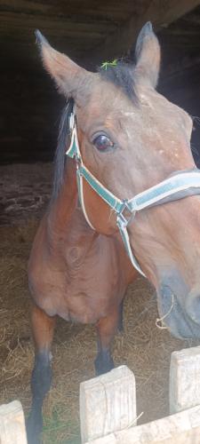 Egeria -konik mieszkający w gospodarstwie