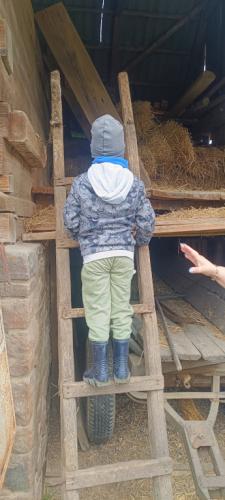 Mikołaj na drabinie w gospodarstwie 