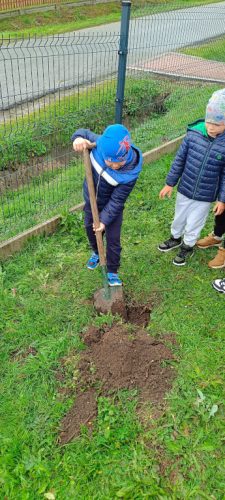 Filip z grupy Świętokrzyskie Nuteczki kopie dół do posadzenia drzewa 