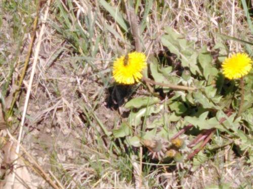 Projekt „Pszczoła”