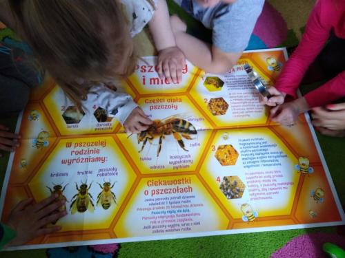 Projekt „Pszczoła”