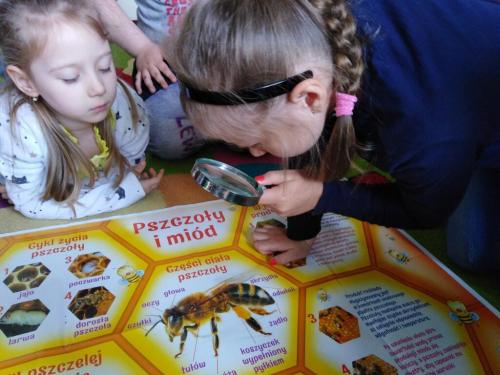 Projekt „Pszczoła”